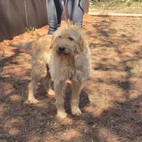 Barney auf Pflegestelle, Hund zur Adoption
