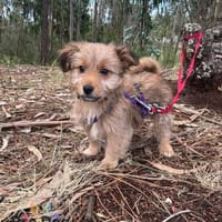 Hundebaby Stan auf Pflegestelle, Hund zur Adoption