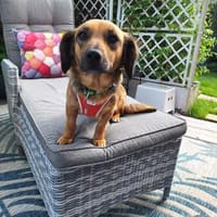 Bea - eine wundervolle, sensible Hündin, Hündin zur Adoption