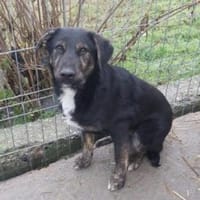 Bobbel 52 cm (Pflegestelle), Hund zur Adoption