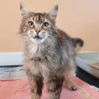 RITA, chatte à adopter