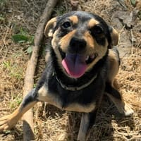 TIKKA, chien à adopter