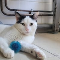 BISCUIT, chat à adopter