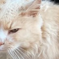 CREME, chat à adopter