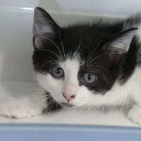 ALICIA, chatte à adopter