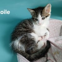 Etoile, chatte à adopter