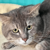 kong, chat à adopter