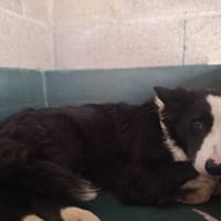 OTIS, chien à adopter