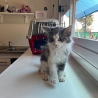 Lune, chat à adopter