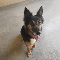 Xena, chienne à adopter