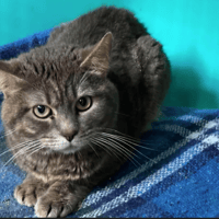 ash, chat à adopter