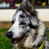 PALADIUM, chienne à adopter
