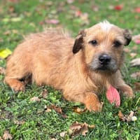 Punky CAA1487, chienne à adopter