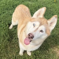 Malya, chienne à adopter