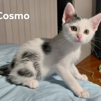 Cosmo, chat à adopter