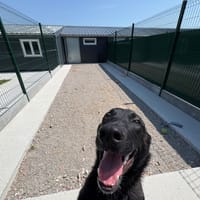 ALASKA, chienne à adopter