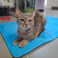 PERLE, chatte à adopter