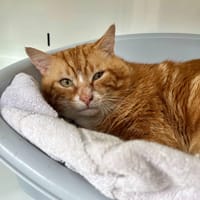 Hopis, chat à adopter