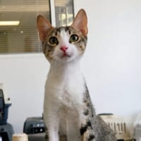 VIOLETTE, chatte à adopter