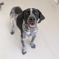 FLINT, chien à adopter