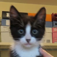 MERRY, chat à adopter