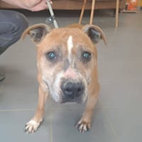 HEVY, chienne à adopter
