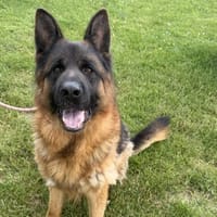 Actor, chien à adopter