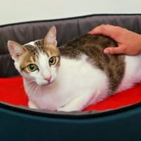 STORMY, chat à adopter