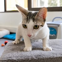 ILONI, chatte à adopter