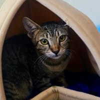 ADELIE, chatte à adopter