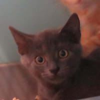 KIRI, chat à adopter