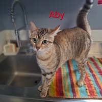 Aby, chatte à adopter