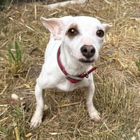 Wikie, chienne à adopter