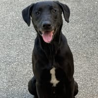 ULYSSE VAA, chien à adopter