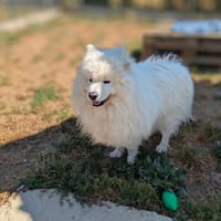 DJANGO, chien à adopter