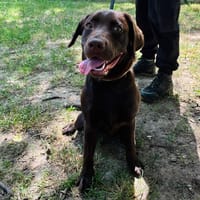 ROSE PAA24262, chienne à adopter