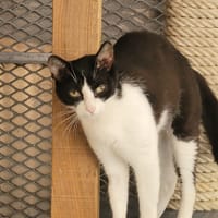 BONITA, chatte à adopter
