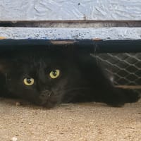 BIBI, chat à adopter