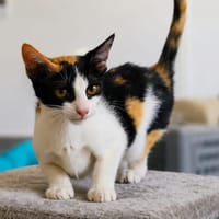 LAKA, chatte à adopter