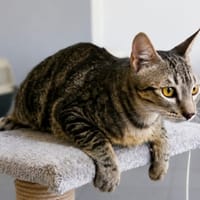 SIMBA, chat à adopter