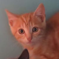 BISCUIT, chat à adopter
