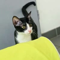 BACO, chat à adopter