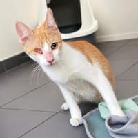 ODIN, chat à adopter