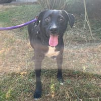 Dobby, chien à adopter