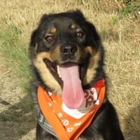 HERNANDO, chien à adopter
