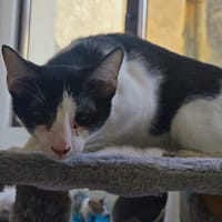 MAURY, chat à adopter