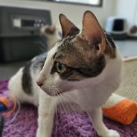 SQUAL, chat à adopter