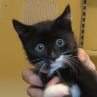 PIPPIN, chat à adopter