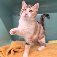 Malisse, chatte à adopter