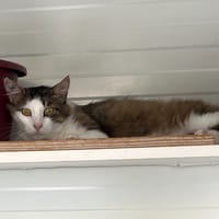 HAROUBI QCT, chat à adopter